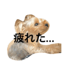 愛犬リズムの気持ち。（個別スタンプ：10）
