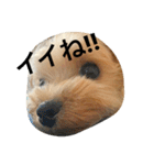 愛犬リズムの気持ち。（個別スタンプ：11）