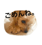 愛犬リズムの気持ち。（個別スタンプ：13）