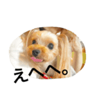 愛犬リズムの気持ち。（個別スタンプ：14）