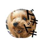愛犬リズムの気持ち。（個別スタンプ：16）