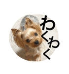 愛犬リズムの気持ち。（個別スタンプ：17）