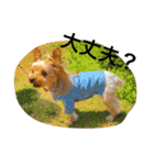 愛犬リズムの気持ち。（個別スタンプ：18）