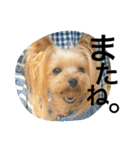 愛犬リズムの気持ち。（個別スタンプ：19）