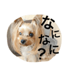 愛犬リズムの気持ち。（個別スタンプ：20）