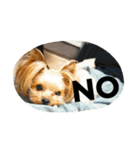 愛犬リズムの気持ち。（個別スタンプ：21）