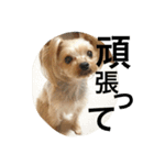 愛犬リズムの気持ち。（個別スタンプ：23）