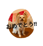 愛犬リズムの気持ち。（個別スタンプ：24）
