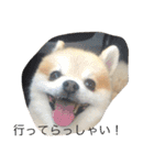 ぼく、マメU^ェ^U（個別スタンプ：1）