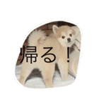 ぼく、マメU^ェ^U（個別スタンプ：2）