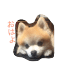 ぼく、マメU^ェ^U（個別スタンプ：4）
