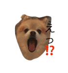 ぼく、マメU^ェ^U（個別スタンプ：5）