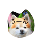 ぼく、マメU^ェ^U（個別スタンプ：6）