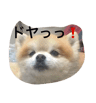 ぼく、マメU^ェ^U（個別スタンプ：7）