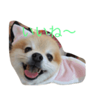ぼく、マメU^ェ^U（個別スタンプ：9）