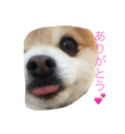 ぼく、マメU^ェ^U（個別スタンプ：12）