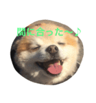 ぼく、マメU^ェ^U（個別スタンプ：14）