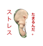 Mr.K ＆ Jr.K（個別スタンプ：8）