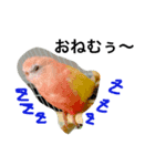 アキクサインコのりゅうのすけ（個別スタンプ：1）
