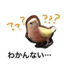 アキクサインコのりゅうのすけ（個別スタンプ：2）