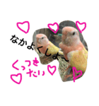 アキクサインコのりゅうのすけ（個別スタンプ：5）