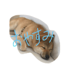 柴犬 大豆くん（個別スタンプ：3）