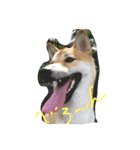柴犬 大豆くん（個別スタンプ：4）