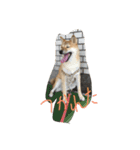 柴犬 大豆くん（個別スタンプ：5）