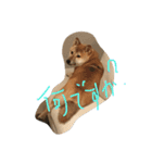 柴犬 大豆くん（個別スタンプ：6）