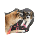 柴犬 大豆くん（個別スタンプ：7）