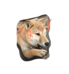 柴犬 大豆くん（個別スタンプ：8）