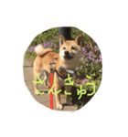 柴犬 大豆くん（個別スタンプ：9）