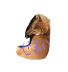 柴犬 大豆くん（個別スタンプ：10）