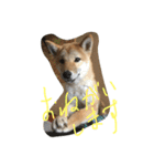 柴犬 大豆くん（個別スタンプ：12）