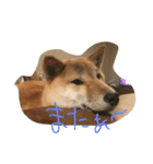 柴犬 大豆くん（個別スタンプ：13）