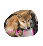 柴犬 大豆くん（個別スタンプ：14）