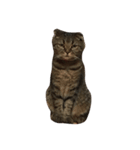 kuru.hota（個別スタンプ：3）
