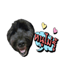 Black Mortal Dog（個別スタンプ：6）