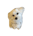 ぴいの顔スタンプ（個別スタンプ：1）