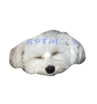 ぴいの顔スタンプ（個別スタンプ：5）