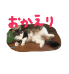 うちのてんちゃん（個別スタンプ：5）