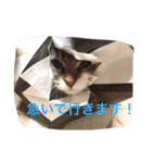 うちのてんちゃん（個別スタンプ：11）