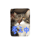 うちのてんちゃん（個別スタンプ：14）