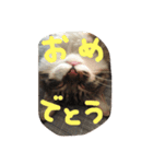 うちのてんちゃん（個別スタンプ：15）