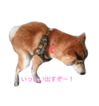ペコ太郎（個別スタンプ：2）