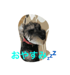 シュナちゃんの気持ち（個別スタンプ：1）