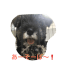 シュナちゃんの気持ち（個別スタンプ：8）