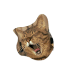 ぼくの名前はにゃん太郎（個別スタンプ：2）