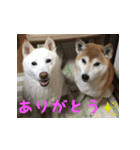 柴犬モモちゃんとサキちゃん（個別スタンプ：1）