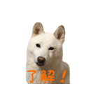 柴犬モモちゃんとサキちゃん（個別スタンプ：2）